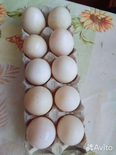 Инкубационные яйцо индоутки