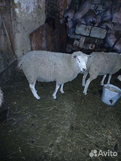 Овцы бараны