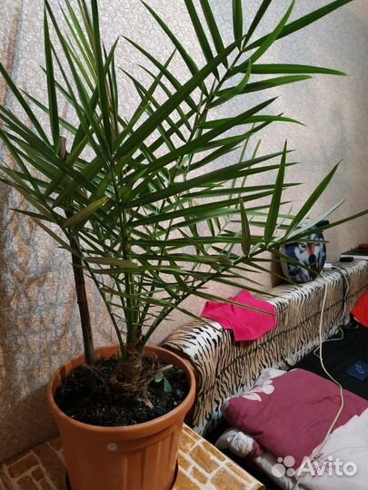 Комнатные цветы