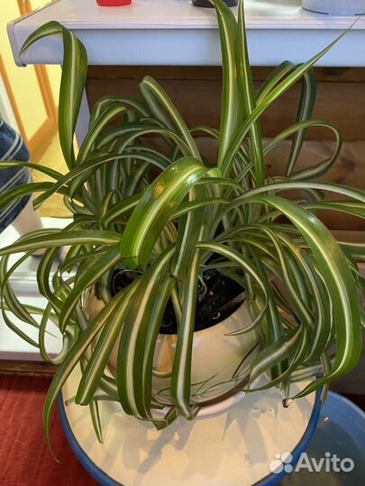 Хлорофитум кудрявый