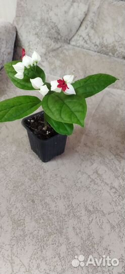 Клеродендрум