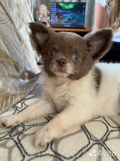 Девочка чихуахуа