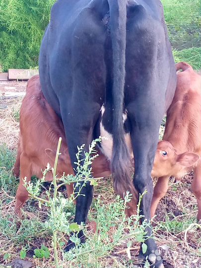 Корова дойная