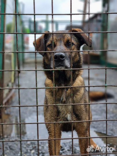 Дружок ищет семью