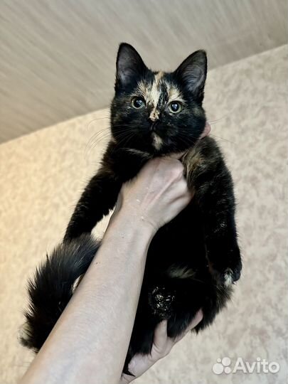 Трехцветные котята