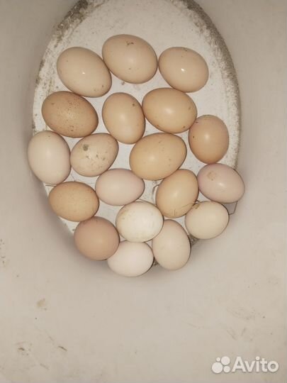 Домашние куриные яйца оптом и роз