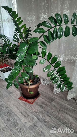 Замиокулькас