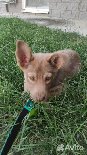 Домашние животные собаки щенки