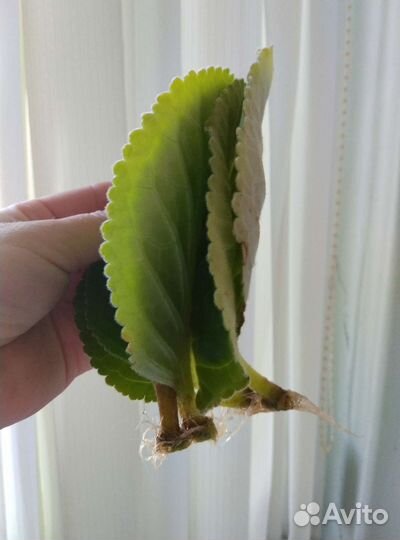 Глоксиния махровая