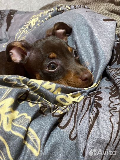 Той-терьер девочка