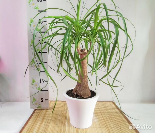 Бокарнея Бутылочное дерево