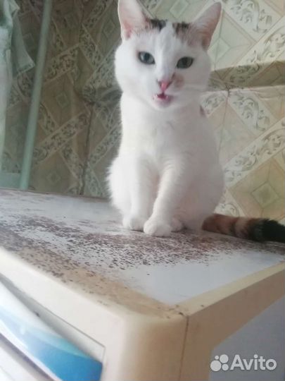 Молодая кошечка