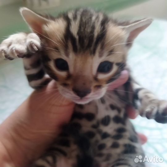 Бенгальские котята