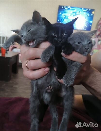 Отдам котят