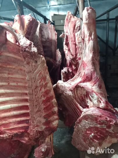Мясо говядина туши, 3 категория