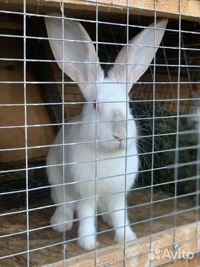 Кролики Белый великан