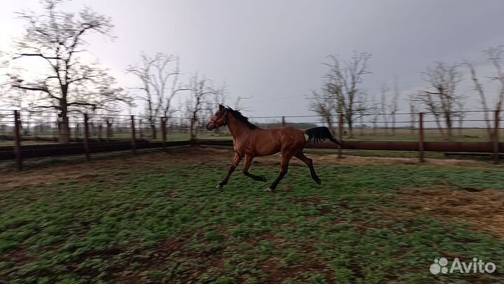 Шикарный Русский рысак 2021 г.р