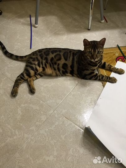 Бенгальский кот в добрые руки