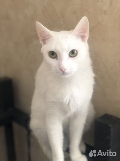 Кошечка Снежа ищет дом