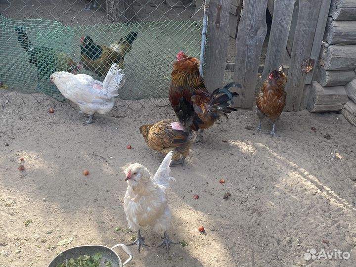 Куры амераукана вывод прошлое лето