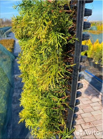 Туя Смарагд черенки кассета/Оптом