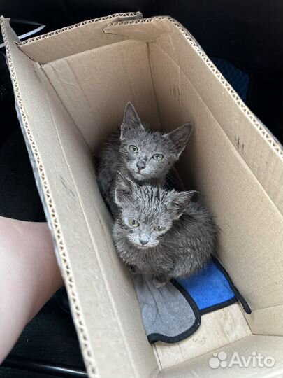 Котята в добрые руки