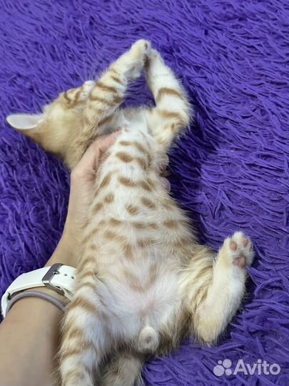 Котята бесплатно