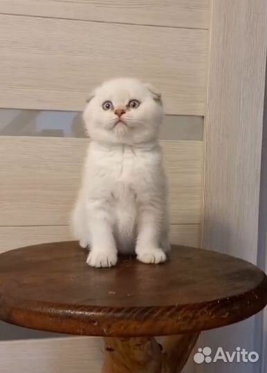 Голубоглазый мальчик
