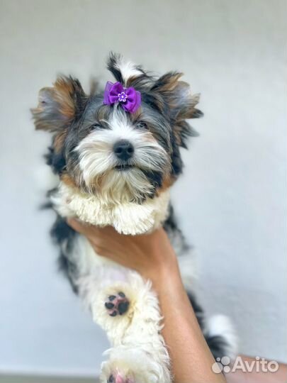 Щенки бивер йорка