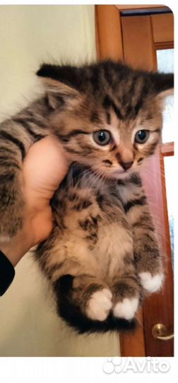 Котенок в дар бесплатно