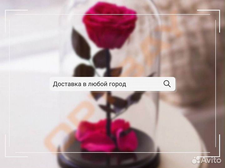 Роза в колбе. Живая