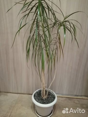 Комнатные цветы. Драцена. Долларовое дерево купить в Туле | Товары для ...