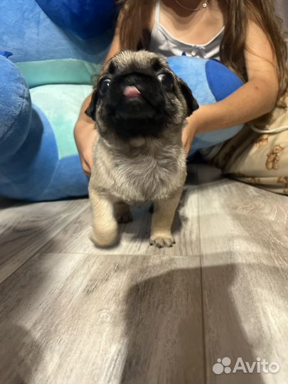 Щенки мопса