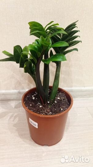 Замиокулькас зензи