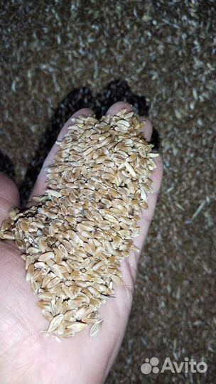 Пшеница твердая