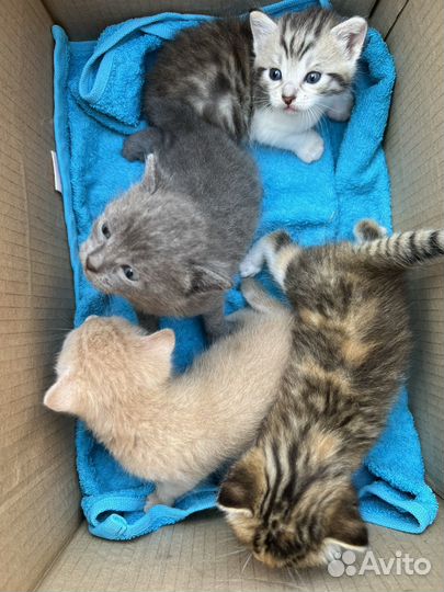 Котята в добрые руки