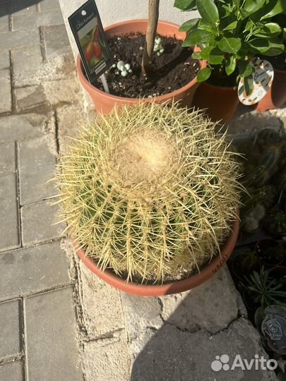 Эхинокактус грузони огромный