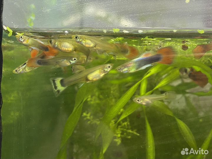Аквариумные рыбки