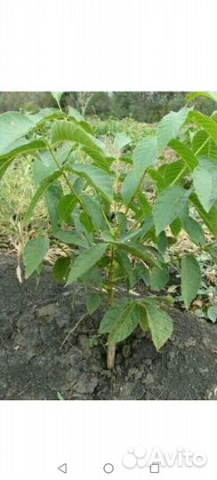 Саженцы грецкого ореха