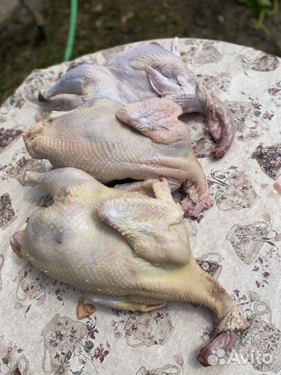 Индюки на мясо