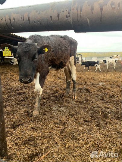 Крс бычки И телки