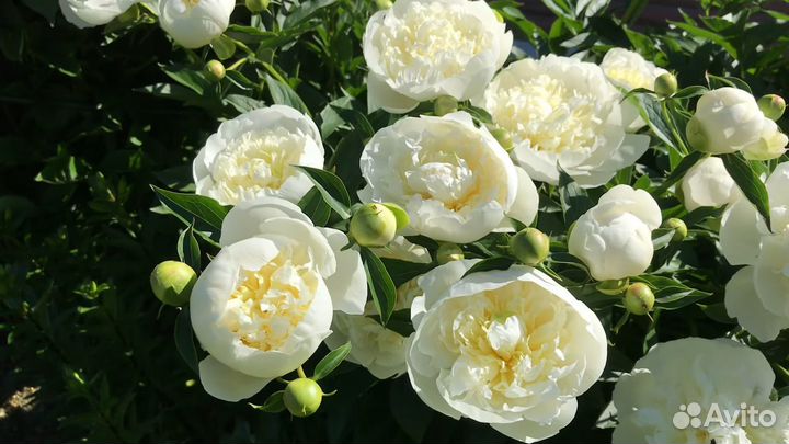 Пион Дюшес де Немур, корневище