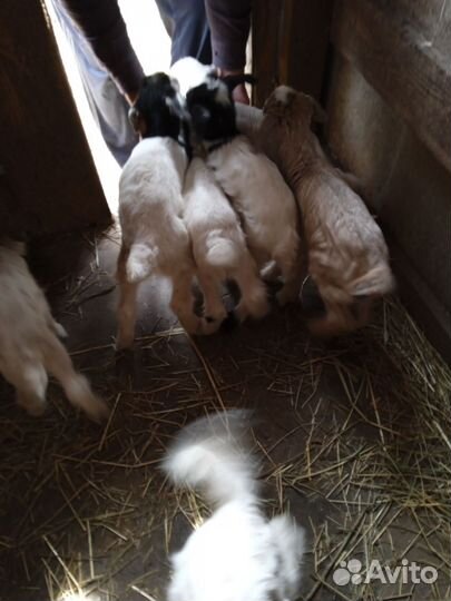 Козлята от Зааненских коз