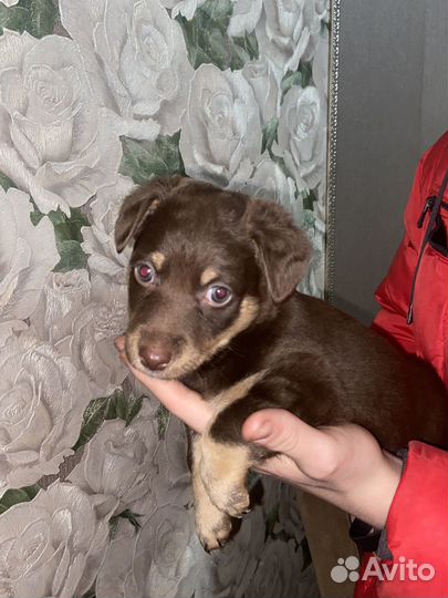 Щенки мелких пород