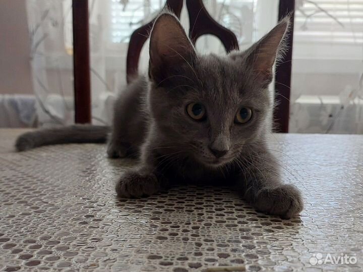 Миссис Кисель