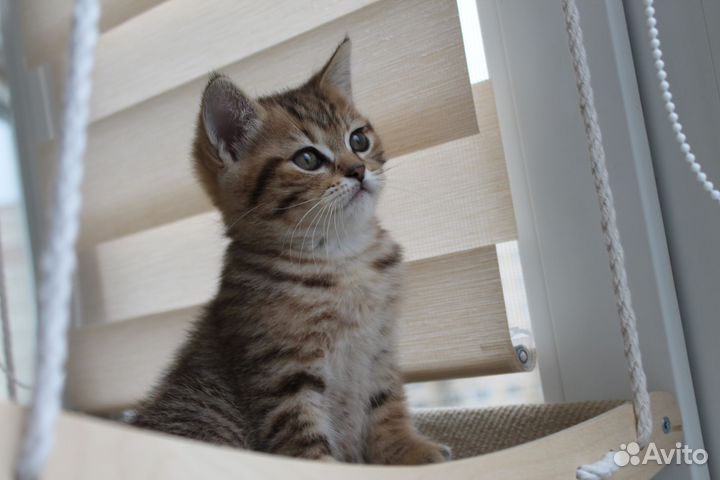Шотландский котенок