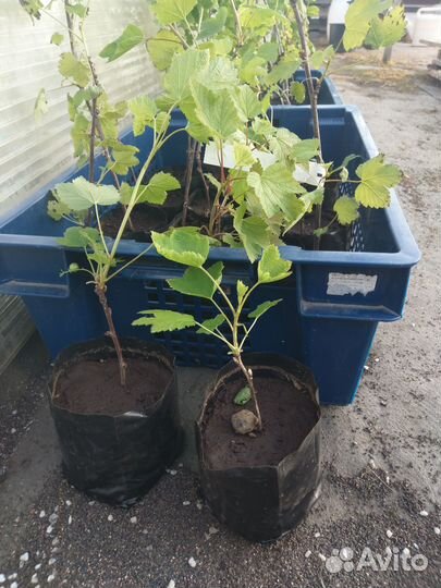 Смородина красная, желтая, черная