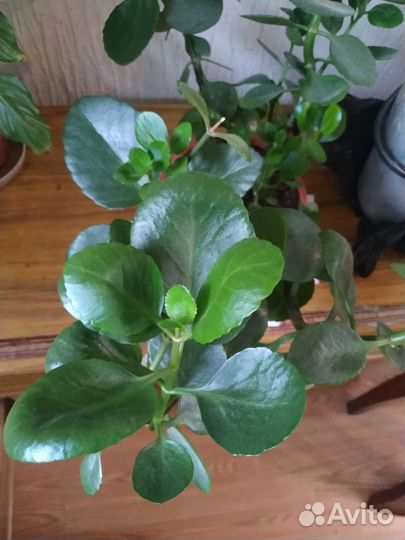 Лимонное дерево