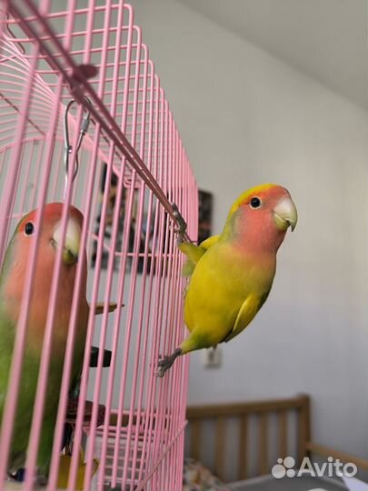 Попугаи неразлучники с клеткой