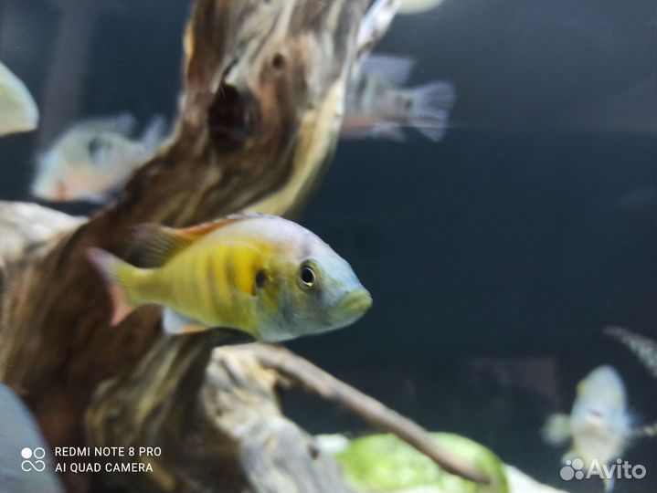 Продам малавийских цихлид